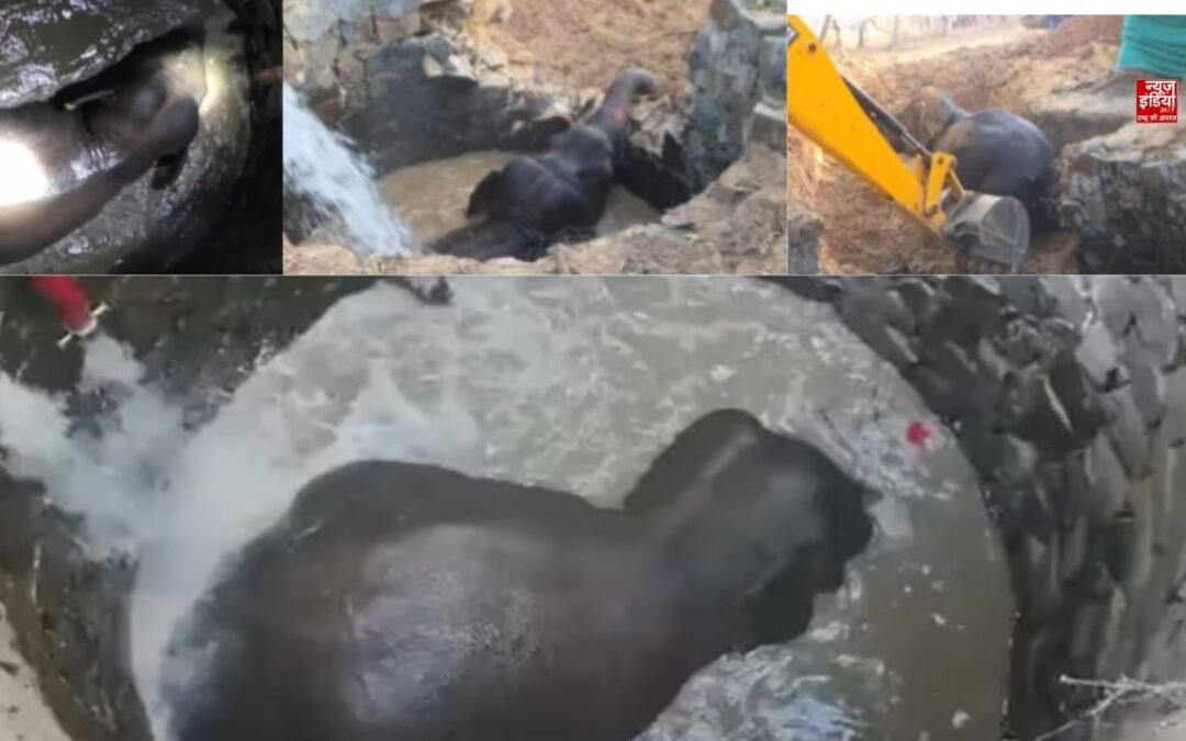 30 फीट गहरे कुएं में गिरा हाथी, 6 घंटे चला रेस्क्यू ऑपरेशन; वीडियो आया सामने