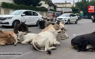 हाईवे पर मौत का खतरा! आवारा पशुओं पर सुप्रीम कोर्ट सख्त, केंद्र से मांगा जवाब, क्या बदलेंगे नियम?