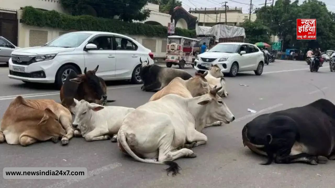 आवारा पशुओं पर सुप्रीम कोर्ट सख्त