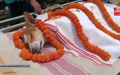 मौत से भिड़ा काली, जहरीले सांप से लड़कर बचाईं 30 बच्चों की जान, खुद हो गया कुर्बान