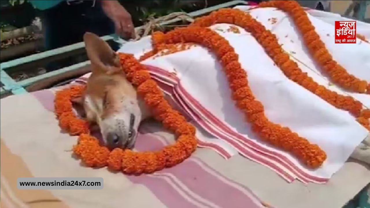 बहादुरी और वफादारी की नई मिसाल