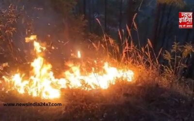 हिमाचल के कसौली जंगलों की आग बनी आफत, करोड़ों की वन संपदा राख; राहत कार्य में जुटी प्रशासन
