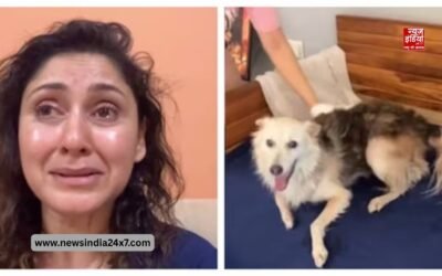 ऐक्ट्रेस मंजरी का स्ट्रीट डॉग की मौत पर छलका दर्द, शेयर कर वीडियो में स्ट्रील एनिमल्स की सुरक्षा को लेकर जताई चिंता